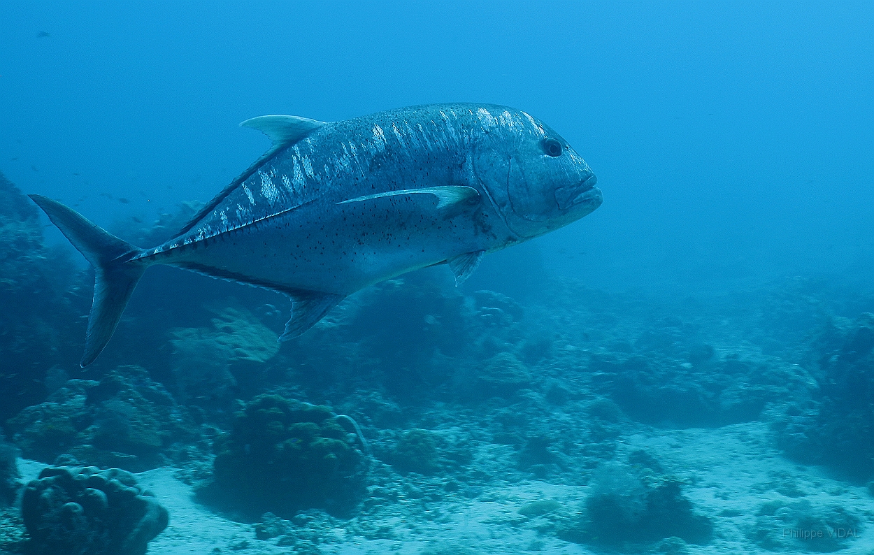 Sipadan_2015_Carangue a grosse tete_Caranx ignobilis_IMG_2989_rc.jpg